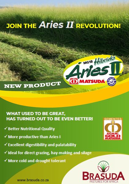 Panicum maximum cv. Aries II (white buffalo grass)